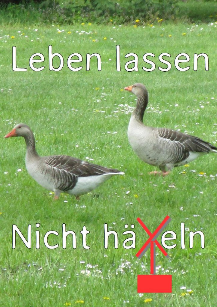 Kanadagänse - Leben lassen - nicht häXeln
